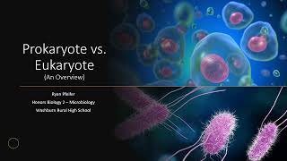 Prokaryote vs Eukaryote An Overview [upl. by Euqinim514]