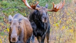 Huge Bull Moose Courting Cow During the Rut [upl. by Hercule]