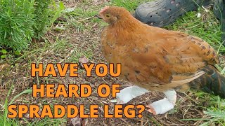 Healing on the Homestead  Our chicken has Spraddle leg😢shorts [upl. by Edouard859]