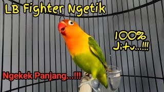 Pancingan Lovebird Fighter Ngetik Ngekek LB Ngekek Panjang Untuk Pancingan Lovebirds Paud PART 16 [upl. by Haiel526]