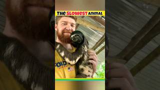 The Slowest Animal  Sloth  shorts shortfeed ytshorts wildlife sloth [upl. by Letram588]