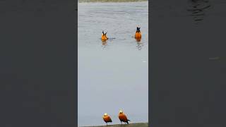 Ruddy Shelduck duck shortvideo shortsfeed youtubeshorts viral subscribe [upl. by Bellina231]