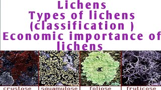 Lichens classification of lichen  economic importance of lichen  types of lichen [upl. by Arnie336]