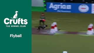 Flyball Team QuarterFinals  Crufts 2022 [upl. by Giulio597]