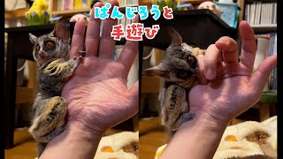 【とにかく手から離れたくないぱんじろうの遊び方】Bushbaby Plums Growth Diary ショウガラゴ プラムの成長日記 [upl. by Ledarf656]