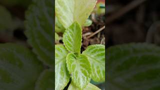 Episcia plants from cutting propagate [upl. by Intruoc]