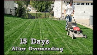 15 Days After Overseeding Perennial Ryegrass More Mowing Milorganite App  Fall Lawn Overseeding [upl. by Aicelet]