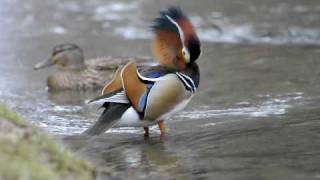 Mandarin Duck  Aix galericulata [upl. by Hayotal]