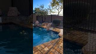 Golden retriever Falling Pool dog goldenretriever pets shorts funny [upl. by Allecnirp408]