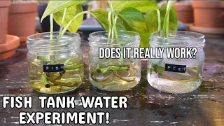 FISH TANK WATER POTHOS EXPERIMENT  Comparing Fish Tank Water Filtered Water and Fertilizer pothos [upl. by Rybma]