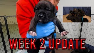 WEEK 2 UPDATE 🐶 Brindle Pitbull Puppies [upl. by Obie]