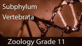 Animal Kingdom  Subphylum Vertebrata  Explanation  Features General amp Distinguishing  Part 14 [upl. by Roe]