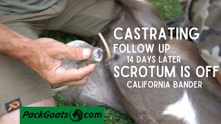 FOLLOW UP How to Castrate Your Goats with the California Bander [upl. by Hach]