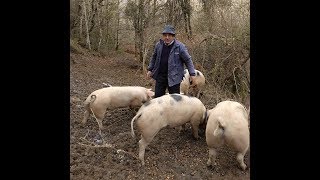 ☞ Crianza de Cerdos al aire libre en los montes de Liébana Cantabria [upl. by Sudnor829]