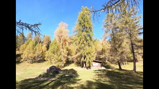 Lärchenzauber am Gschwandtkopf Seefeld [upl. by Campney]