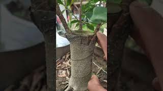 akar iprik okulasi kimeng  ficus retusa bonsai [upl. by Renita]