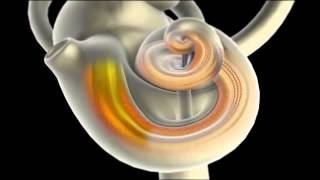 Inner Ear function  A brief summary [upl. by Renae]