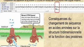 1°S vidéo 7 phénotype mucoviscidose [upl. by Anelej]