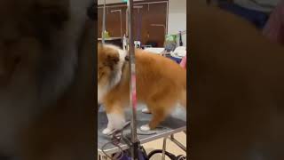 Saver the sheltie grooming timepart 1 [upl. by Goldsmith]