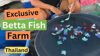 Largest Betta Fish Farm in Thailand  See How They Breed Them [upl. by Hopkins]