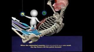 The Proper Technique for a SitUp 3D Animation of Muscles in Motion [upl. by Yrneh]