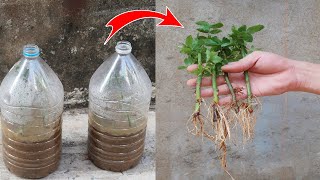 How to Grow Roses from Cuttings in plastic bottles for beginners [upl. by Gravante305]