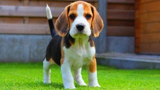 Beagle Puppy From 8 Weeks to 8 Months  Cute Puppy Marie [upl. by Sylvanus407]