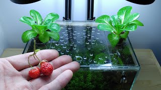 Ep13 Lettuce Betta Tank The Last of Strawberries No filter No CO2 NO ferts Nano Tank [upl. by Roberson]