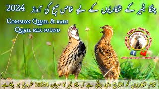 new Quail sound 2024  common Quail  Bater [upl. by Felike]