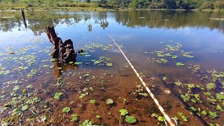 APRENDA A PESCAR TRAIRA AGORA EM LAGOS E AÇUDES  DICAS DE PESCA  PESCARIA DE TRAIRA [upl. by Lessard979]