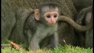 These Adorable Baby Monkeys Are So Playful  Cheeky Monkey  BBC Earth [upl. by Rawden]