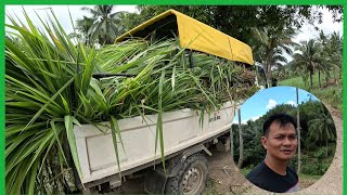 FULL PACKED NAMAN ANG AMING TRUCK TAPOS NA ANG BAHAY NG AMING MGA BABOYNAPAKAGANDA [upl. by Mccutcheon]