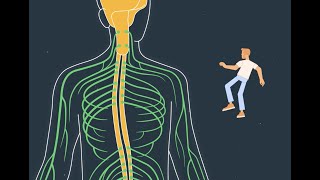 Episode 2 Neuropathies autoimmunes chroniques Nerfs et influx nerveux [upl. by Bevers24]