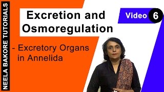 Excretion and Osmoregulation  NEET  Excretory Organs in Annelida  Neela Bakore Tutorials [upl. by Osswald]