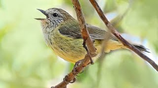 Striated Thornbills  Song and nest building [upl. by Aire]