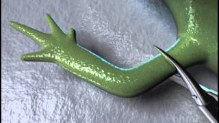 Salamander Limb Regeneration — HHMI BioInteractive Video [upl. by Whiting363]