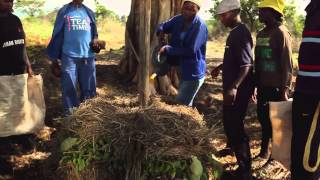 Black Gold The Secrets of Compost Garden Africa [upl. by Einre]