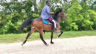 Training Process  Talented Standardbred Trotter Filly Rosharon Tx [upl. by Anemij874]