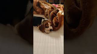 Simbas cute howlingcute beagle puppy howling  beagle howling [upl. by Alicul]