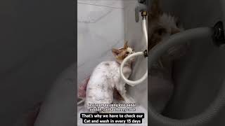 We have to wash our Cat every in 15 days 🥰🥰🥰 cat catlover music funny funnycats ￼ [upl. by Nnylhsa]