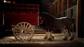 Budweiser Clydesdale Commercial  High Definition [upl. by Notac]