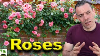 How To Grow Roses  This Is What Professionals Do [upl. by Eramat]