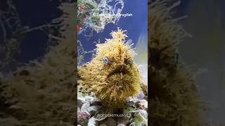 Hairy Frogfish 🐟😮 [upl. by Nilcaj]