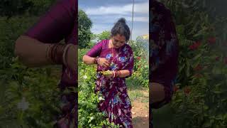 Happy gardening 🌻🌻🌻 seetha garden villagechef gardeningadvice gardeningideas chef food yummy [upl. by Ynwat]