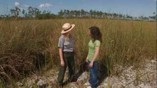 Everglades Mountains and Valleys Sawgrass Prairie [upl. by Wehtta383]