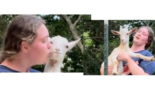 Explaining why I castrate my Goats and band their horns [upl. by Toddie]