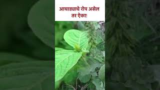 आघाड्याचे रोप असेल तर ऐका  Benefits of Aghada Leaves  KA5 [upl. by Darcie382]