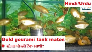 Gold gourami tank mates  Tankmates for Gold gourami [upl. by Aliled790]