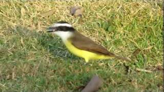 Great kiskadee  Pitangus sulphuratus  CrownFeedingVocalization  Celso Paris [upl. by Aynnek412]