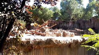 El oso pardo en el Zoo de Madrid [upl. by Noirod]